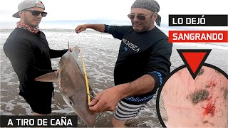A tiro de caña! tiburón Cazón! Pesca de Tiburón! #pesca #cazon #tiburón #shark #surfcasting #viral