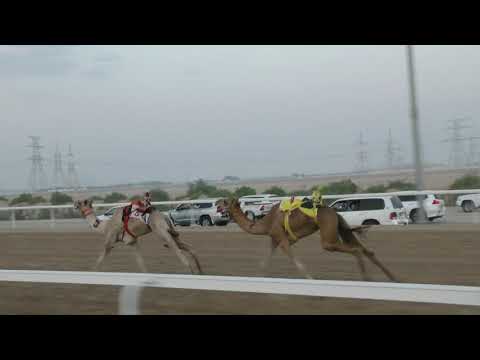 شوط 2 حطاب لسيد محمد سالم سعيد بن هميله المزروعي 6 17