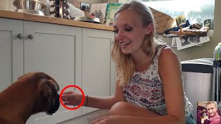 The Beautiful Playful Side to Owning Boxer Dogs                  #Boxerdogvideos &#39;#spoonFace