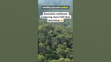 Australian rainforest producing more CO2 than absorbing 😬 #rainforest #uknews #australia