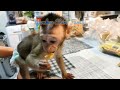 Baby Monkey Boy first time eat pukis banana
