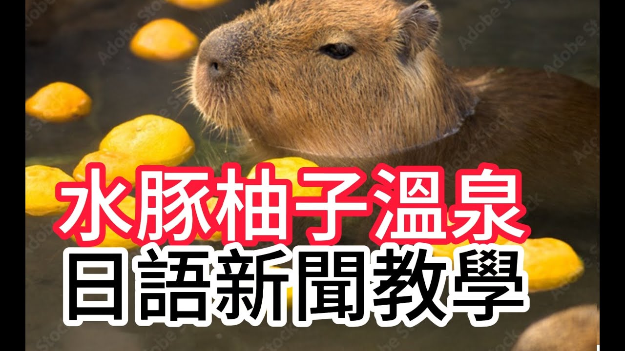 日本 水豚 泡柚子溫泉 好可愛 !!....簡單日語新聞(292).....