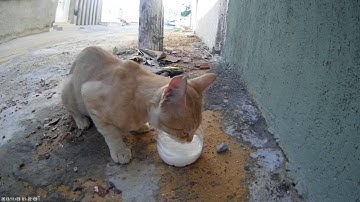 Flite Test - of the Mobius Action Camera