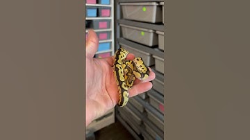 Clown Ball Pythons are AMAZING!