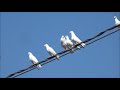 Porumbei albi - White pigeons