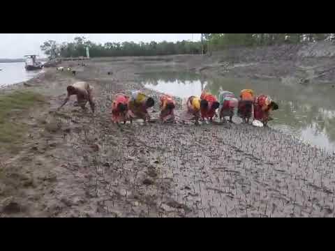 পরিবেশ বাঁচাও -  ১ ( sundarban activity)