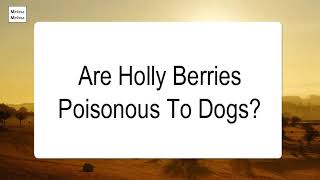 is holly harmful to dogs