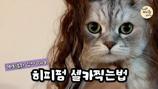 고양이Vlog / 이런 냥동생 봤어요? / 히피펌 어때?