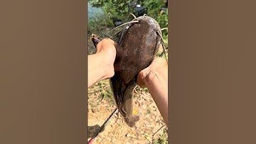 Quá đã Câu Cá tại đầm bỏ hoang gặp toàn hàng khủng! #cauca #fishing #shorts