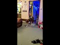 Play Time with Dad #christmasgreetings #puppy #cute #family