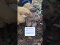 metal detector manticore #metaldetecting #treasuresearch #treasuresearch #metaldetector