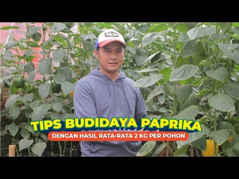 Video: Cara menanam paprika di rumah kaca: tips dan trik