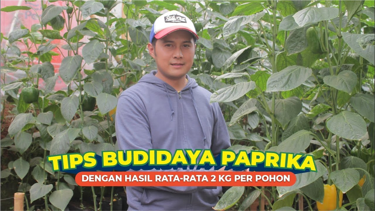 Cara Menanam Paprika agar Hasil Produksi Maksimal 