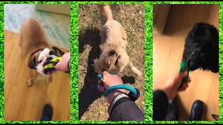 Metro Pets NYC Dog Walking: The Best Dog Walkers in New York City