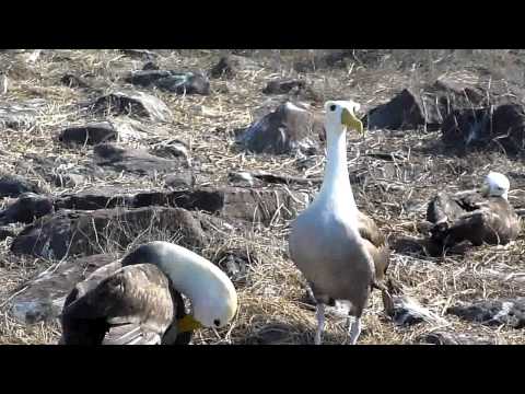 Albatross bird mating