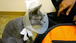 MINHO’S OPERATION DAY