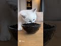 Котенок пробует черную осетровую икру #Кот #чернаяикра #асмр #котенок #смешныекоты #прикол #рыба