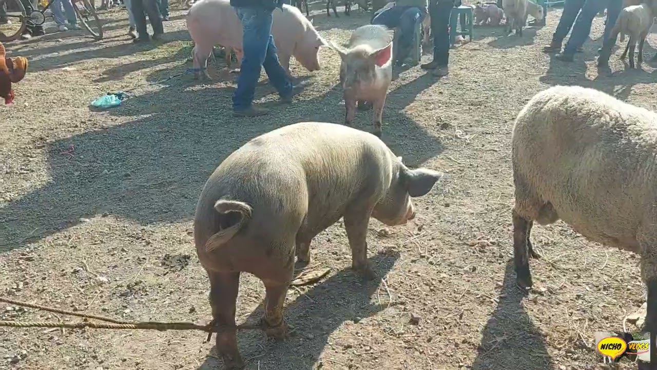 CHULOS ANIMALES EN LA PLAZA GANADERA DE LOS MIERCOLES EN HIDALGO.