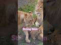 ママは強い Mothers who raise children are strong. #shorts #lion #baby