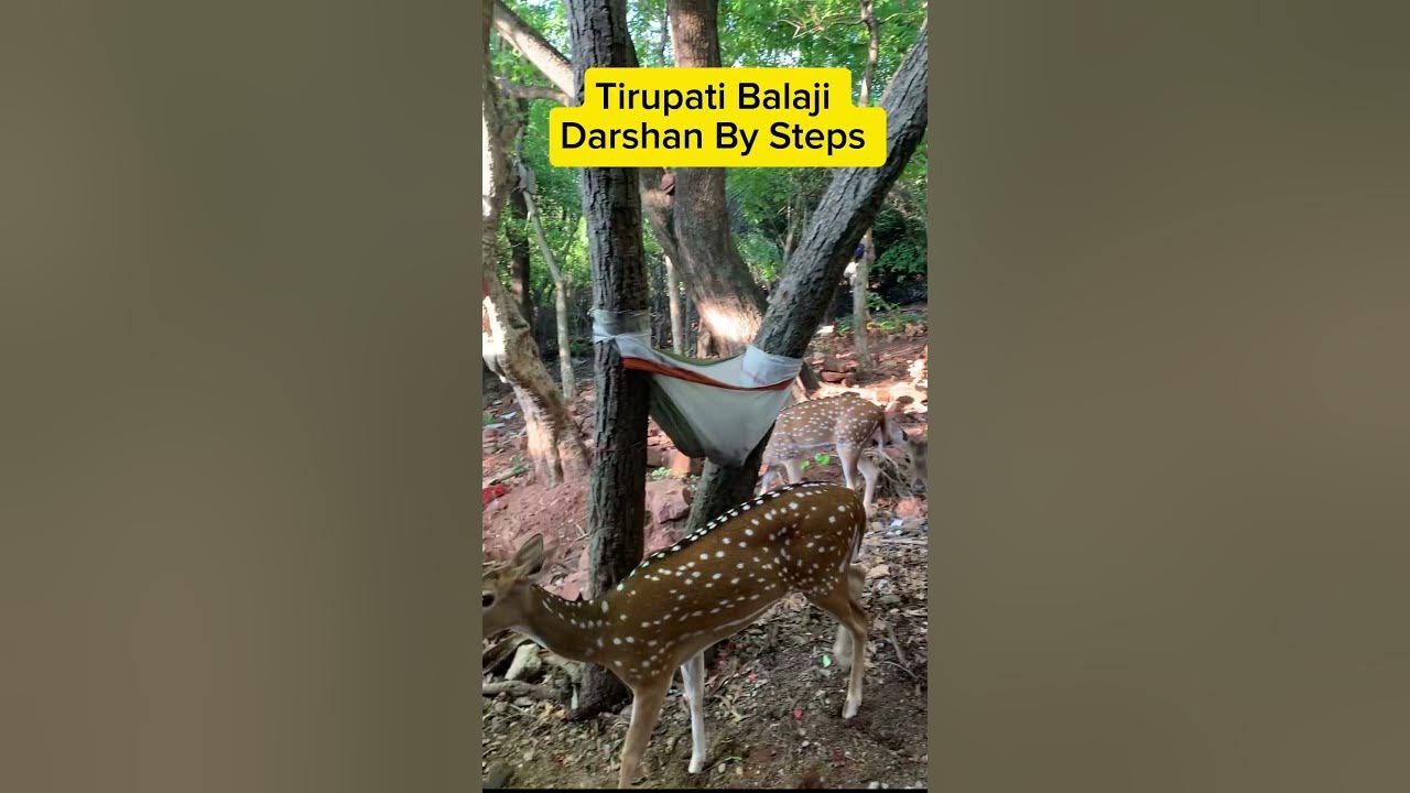 Spoted Deer #tirupati #tirupatibalaji #temple #bhromonbangali Spoted Deer #tirupati #tirupatibalaji #temple #bhromonbangali