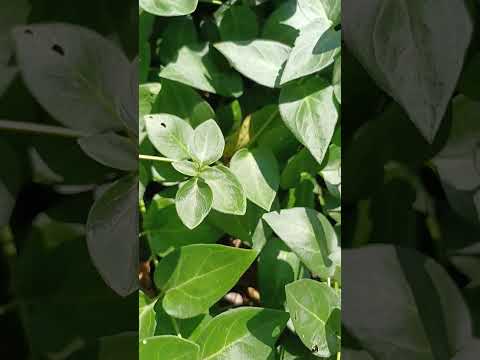 Барвінок великий садовий Vinka Minor -  (контейнер Р9), видео 1