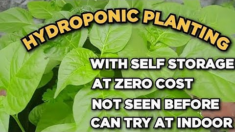 Hydroponic system വീടുകളിൽ!! ആർക്കും try ചെയ്ത് നോക്കാം 