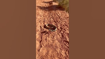 Gopher Snake Mimicking Rattlesnake