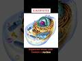 EUKARYOTES #eukaryotes#eukaryoticcell  || WHAT IS EUKARYOTE #shorts#viral#trending