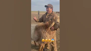 Самый большой баран в мире 🌍 😍😍😍😍😱😱😱😱