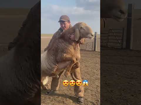 Самый большой баран