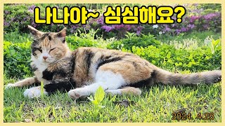 나나는 외로워요?  Loving a cat...❤  Cat Video..