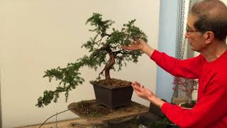 How to create Bonsai from Needle Juniper