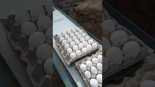 egg conveyor
