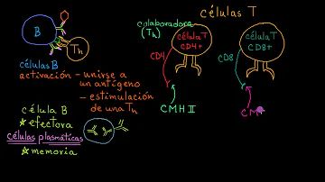 ¿Las células NK son CD4 o CD8?