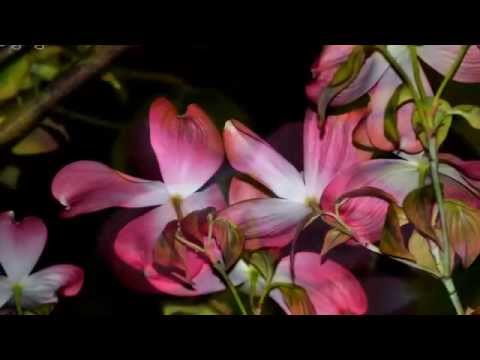 Video: Chlorophytum (60 Fotografija): Briga Za Sobni Cvijet Kod Kuće. Kako Biljka Izgleda? Moguće Bolesti