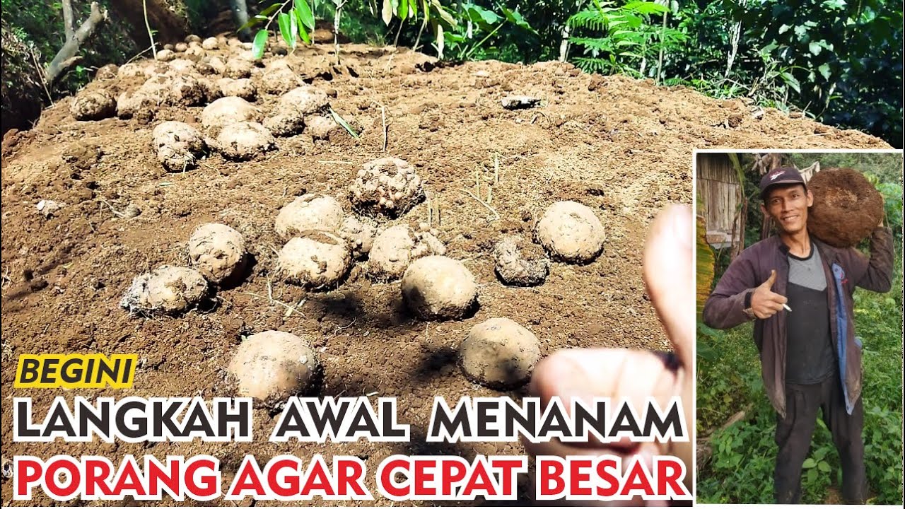 Cara Menanam Porang Agar Cepat Besar Dan Subur