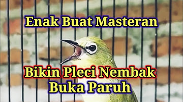T3R4P1 M4$T3R4N PL3C1 N3MB4K, Cerdaskan Otak Bikin Pleci Nembak