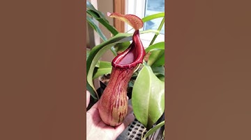 What is a Vining Nepenthes? - #Shorts