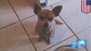 Animal Abuse Peta Steals And Kills Family S Healthy Beloved Pet Chihuahua Youtube Animal Abuse Peta Steals And Kills Family S Healthy Beloved Pet Chihuahua Youtube