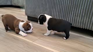 Adorable Boston Terrier Puppies, 5 weeks old!