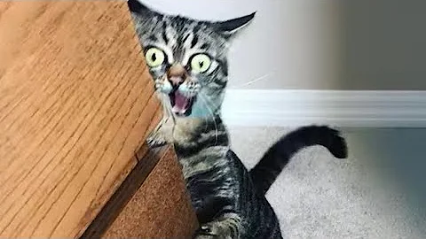 Watch the video about CATS ARE BORN TO BE FUNNY😂FUNNY CAT VIDEOS 2026