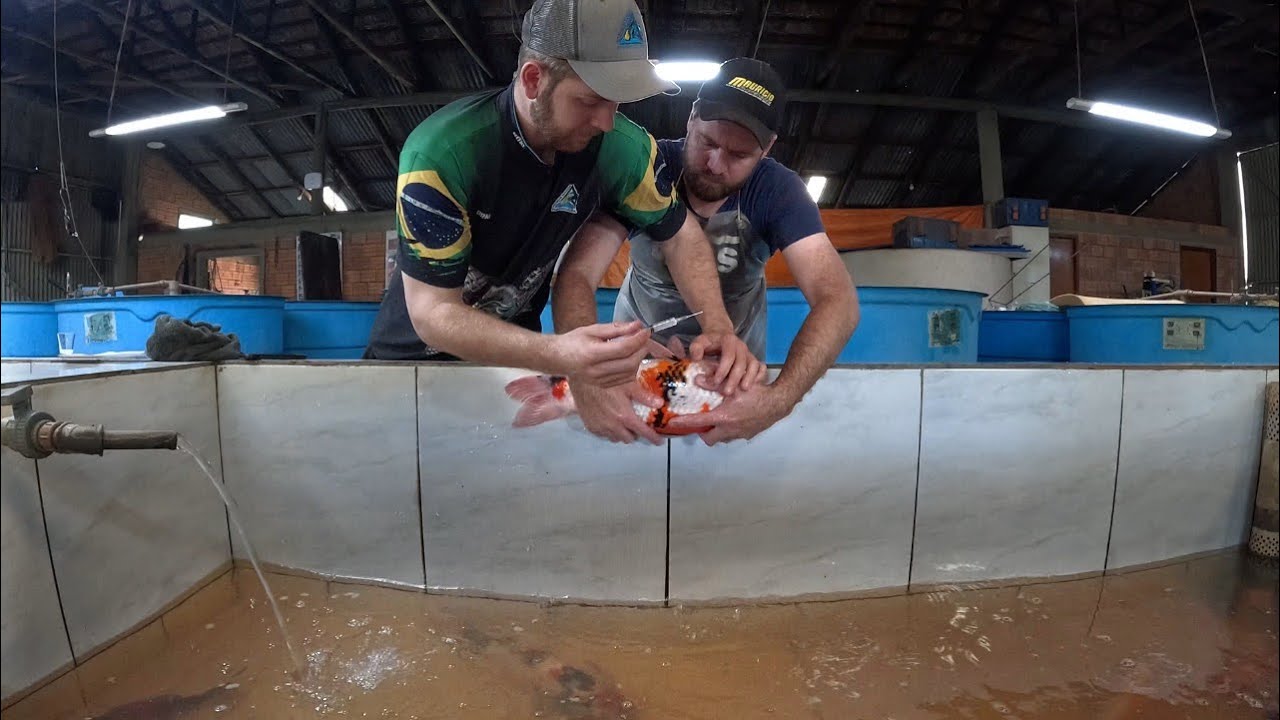 Indução hormonal nos peixes para reproduzirem