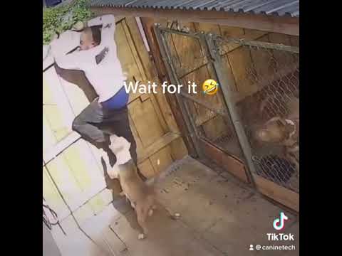 Video: Dávate si pozor na psie znaky odrádzajúce zlodejov?