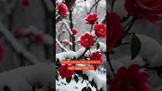 ☀ Plaisir D'amour (Nana Mouskouri) ☆전체곡은 바로 위●에 링크됨