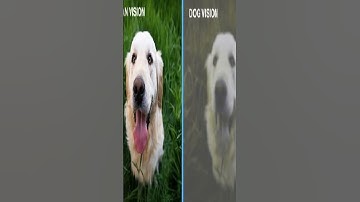 Thumbnail of Dogs colour blind? #shorts #dog