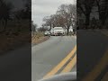 geese passing road at cemetery