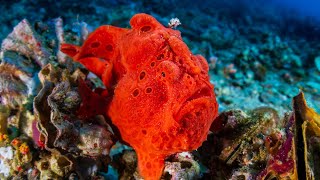 WATCH: This frogfish can walk | Oceana