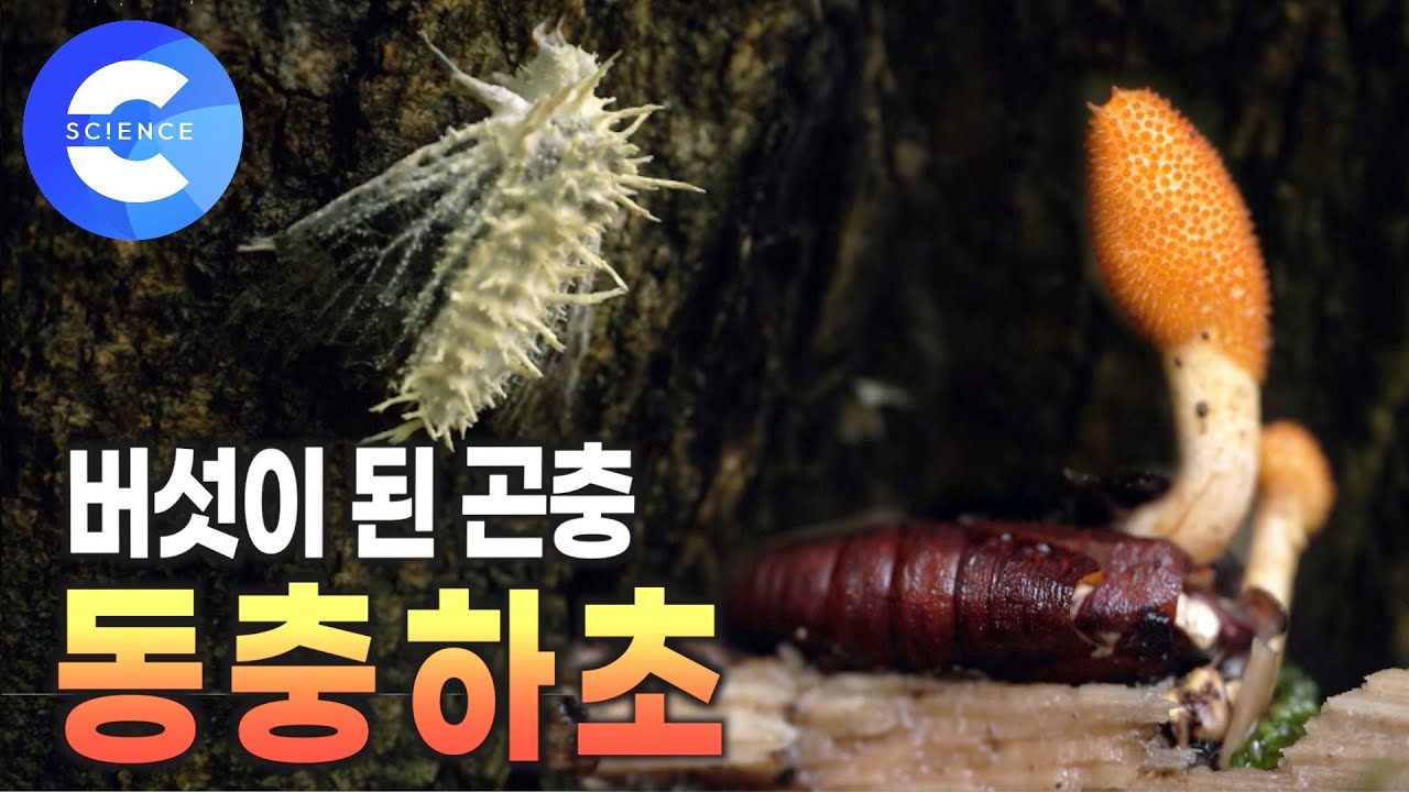 버섯에게 곤충은 먹이일 뿐! | 곤충을 숙주로 삼는 버섯 '동충하초' 🍄 | EBS 자연다큐 | 커넥션 | 대나무