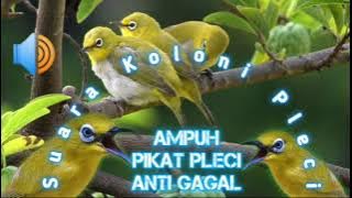 Suara koloni burung Pleci untuk pancingan/Pikat