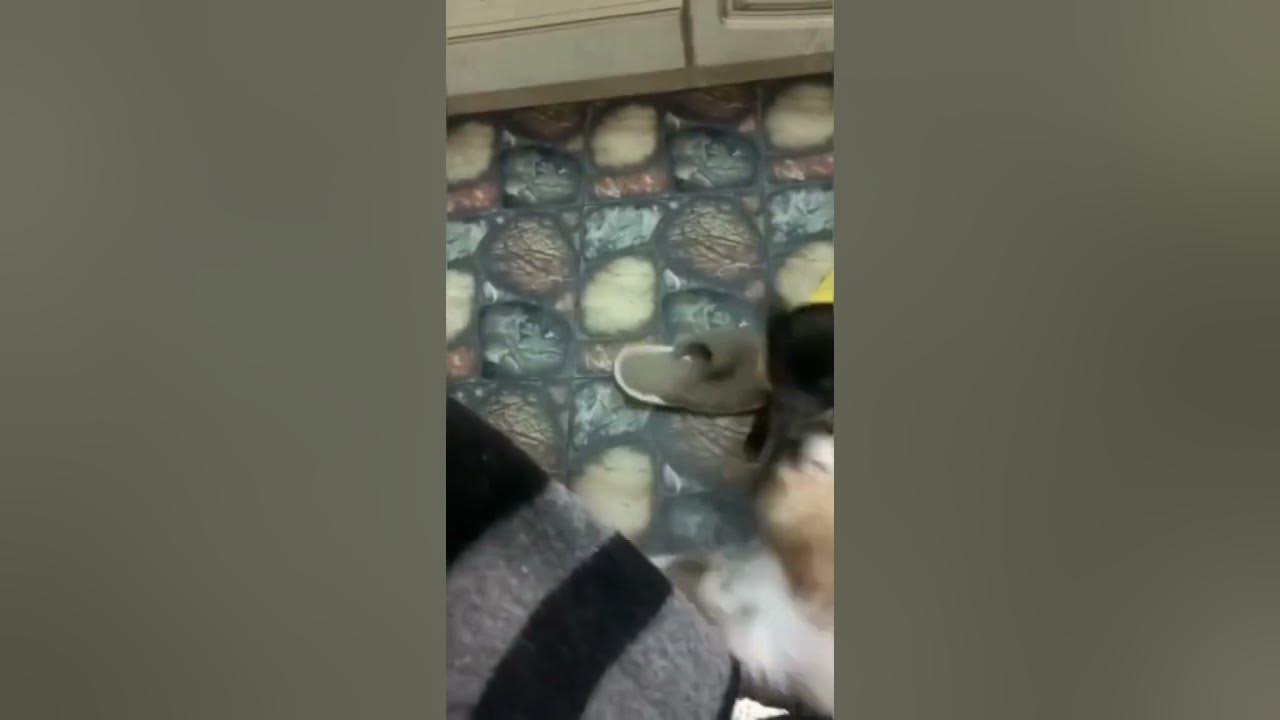 😯Украли.... сундук со сказками😃🐶😉 - YouTube